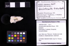 Foto (Objekt + Etiketten) von Goniodromites bidentatus (Reuss, 1859) 